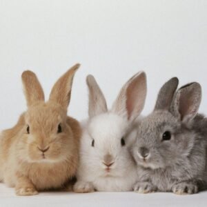 Commercial Rabbits (Pure Breed Chinchillas | 3 Females + 2 Males)