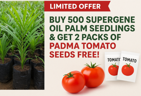 Special Offer: Buy 500 Supergene (Malaysian Dwarf) Oil Palm Seedlings & Get 2 Padma Tomato Seeds Free!