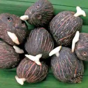 Offer: Buy 2 Dwarf tenera oil palm sprout seed(pack of 500)+1 pack of nursery bag