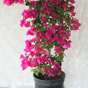 Bougainvillea